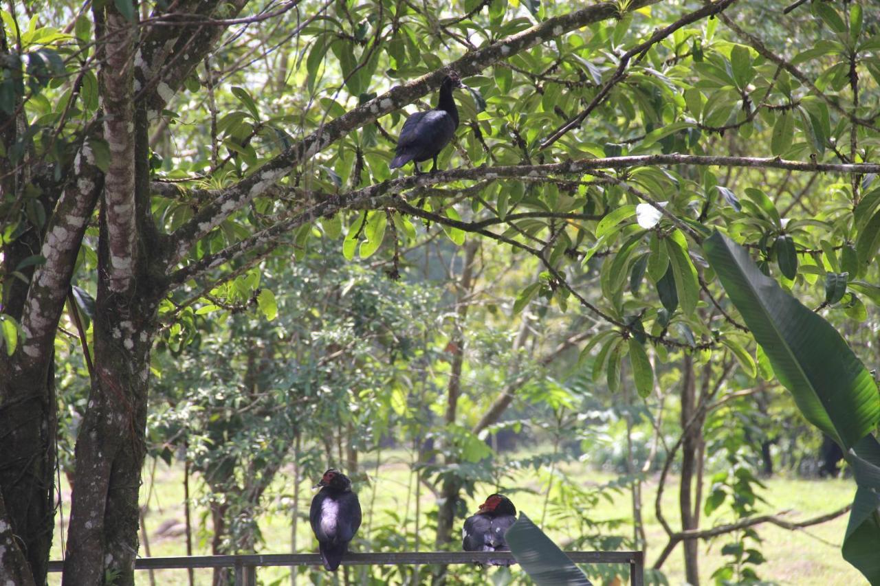 Horquetas River Lodge Sarapiquí Εξωτερικό φωτογραφία