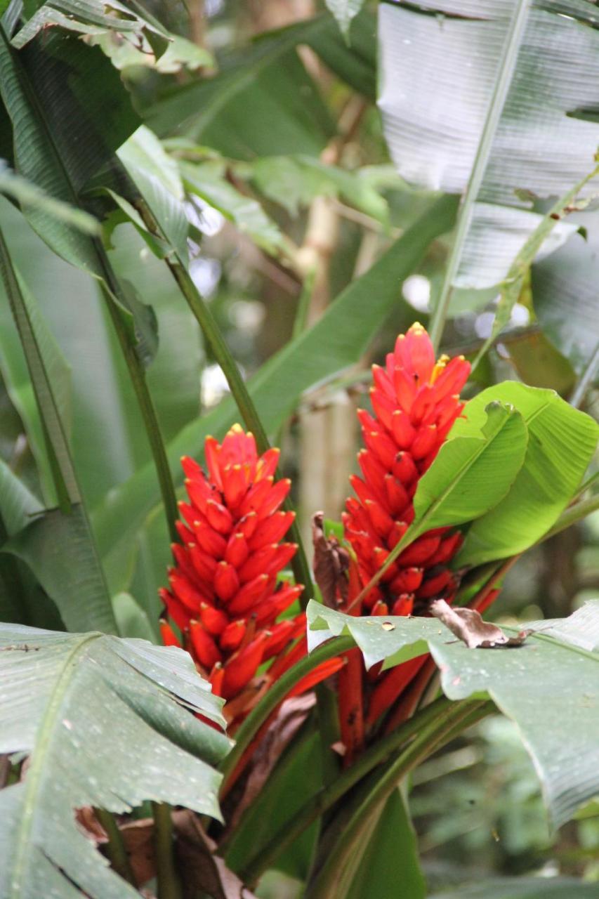 Horquetas River Lodge Sarapiquí Εξωτερικό φωτογραφία